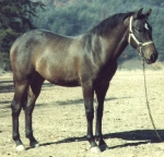 Dream as a yearling
